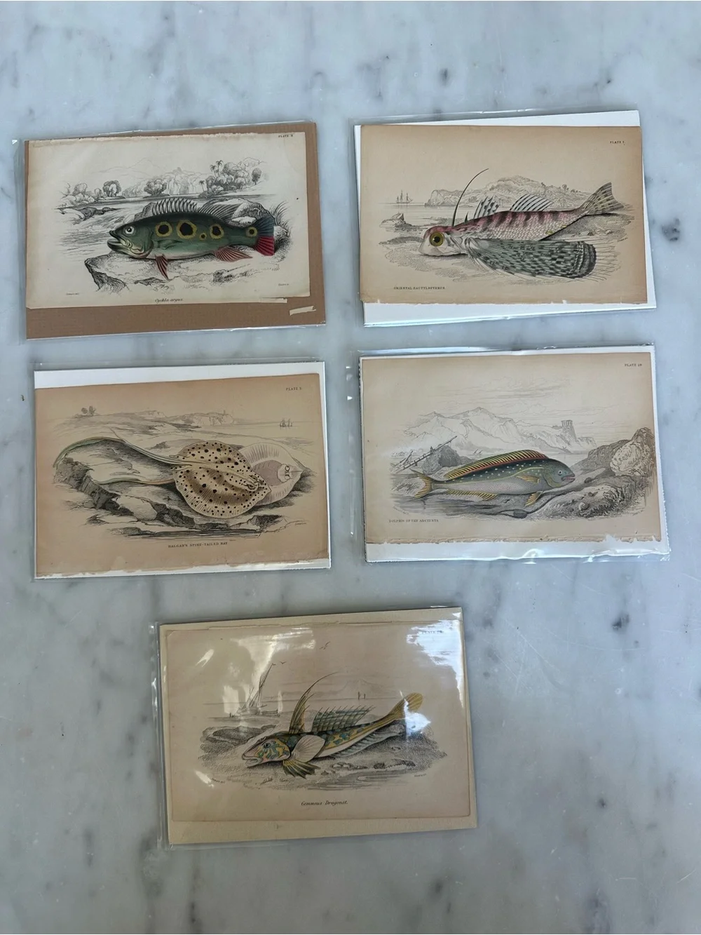 1800s Natural History Jardine Prints Rare Fish 4”x6.5”